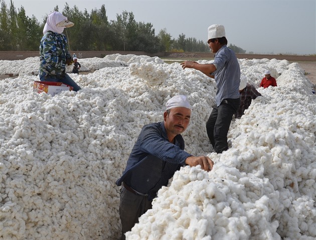 Američané viní Čínu z nucené práce, omezí dovoz produktů z Ujgurska