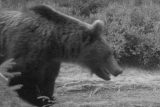 Medvěd na dohled Zlína. Lidé ho viděli u Březnice, starosta vyzval k opatrnosti