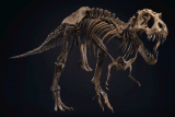 Kostra tyrannosaura se vydražila za 733 milionů korun. Je jednou z největších a nejúplnějších