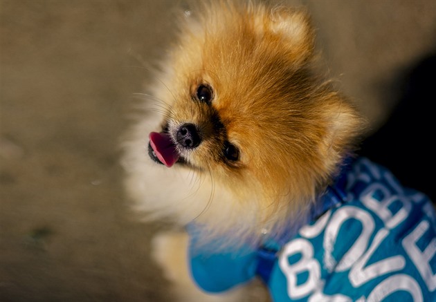 Koupím psa, zn.: Musí být modrý. Přibývá pejskařů, co chtějí spíš módní doplněk