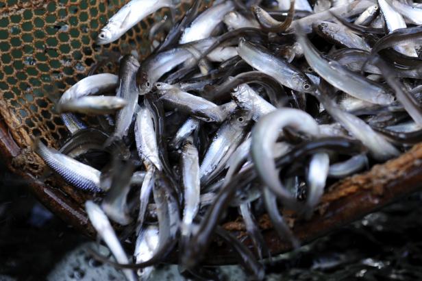 

Do řeky Bečvy se vrací život. Rybáři se chystají vysadit první ryby

