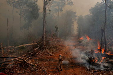 Prales ustupuje skotu: Investoři už nechtějí akcie producentů masa krav, které se pásly na nelegálně vypálených plochách Amazonie