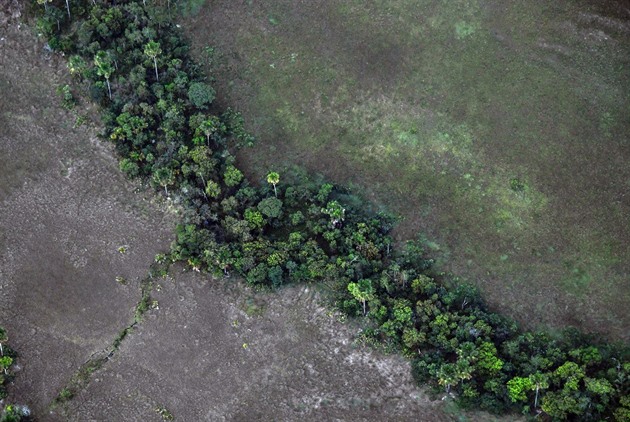 Z téměř poloviny amazonského pralesa může být brzy savana, varují vědci