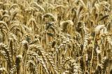 Ceny potravin v září čtvrtým měsícem pokračovaly v růstu, rekordní bude i letošní sklizeň obilí