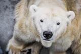 ‚Musíme zlepšit podmínky chovu.‘ Lední medvědi v pražské zoo by se mohli dočkat nového pavilonu
