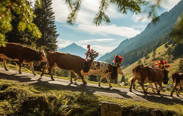 Zvonce, květiny a krávy. Barevný marš má ve Švýcarsku dlouholetou tradici