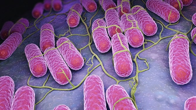 Mikrobiom jako důkaz: zdraví jedince závisí na zdraví celé společnosti