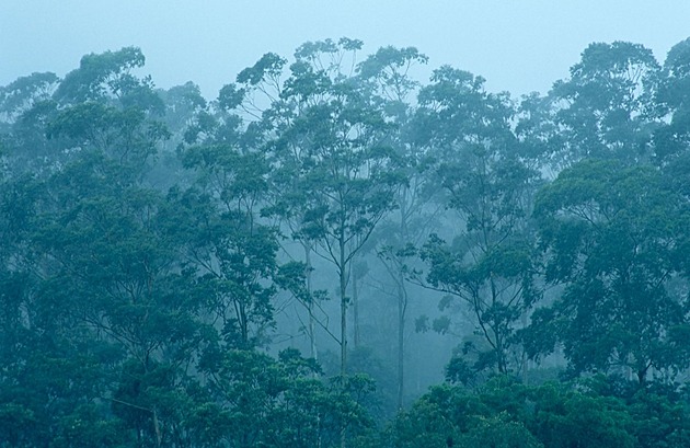 Africké horské lesy zadržují mnohem víc uhlíku, než se předpokládalo