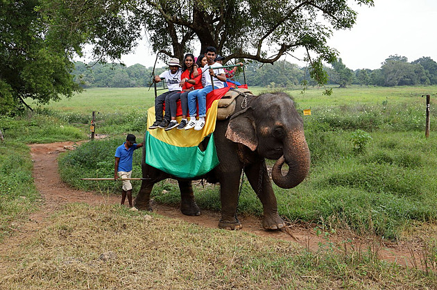 Na Srí Lance zakázali jízdu na slonech v opilosti. Hrozí i odnětí svobody