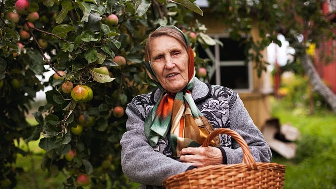 Staré odrůdy jabloní: Když měla babka čtyři jablka, jaká to byla?