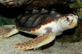 ‚Nejsevernější hnízdiště karety obecné na světě.‘ V severní Itálii se poprvé vylíhla mláďata mořské želvy