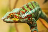 Pro maskování i design. Materiál inspirovaný chameleoní kůží dokáže měnit barvu podle okolí