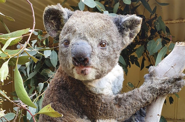 V Austrálii dramaticky ubylo koalů, za tři roky uhynula třetina populace