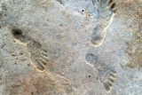 Archeologové objevili nejstarší otisky chodidel v Severní Americe. Zachovají se jen ve 3D modelech