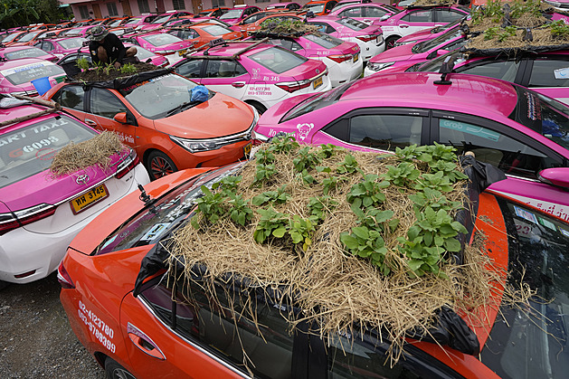 Aby z nich byl užitek, slouží kapoty taxíků v Bangkoku k pěstování zeleniny