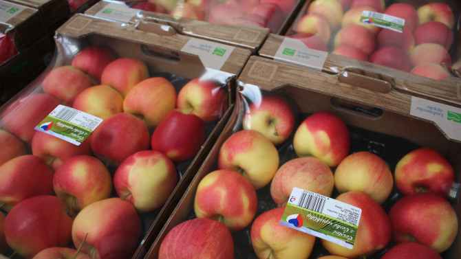 Proč nemáme levná česká jablka? Cenu ovlivňují faktory, které si málokdo uvědomuje
