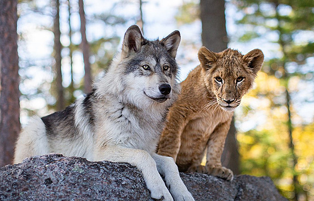 RECENZE: Vlk a lev je aktivistická pohádka. Ale zato bez triků