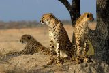 Hon turistů za zvířaty na safari v Keni je bezohledný a masový, varují ochránci