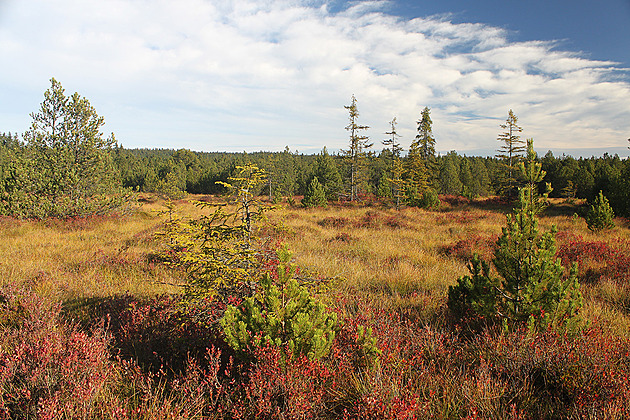 Finsko v Česku. Rašeliniště kolem Kladské jsou nejkrásnější na podzim