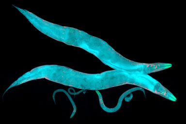 Malí červíci háďátka dokážou předat varování před smrtící bakterií svým ještě nenarozeným potomkům