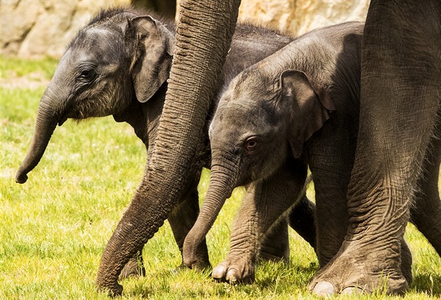 Sloni se evolučně brání pytlákům. V oblastech lovu se rodí více samic bez klů