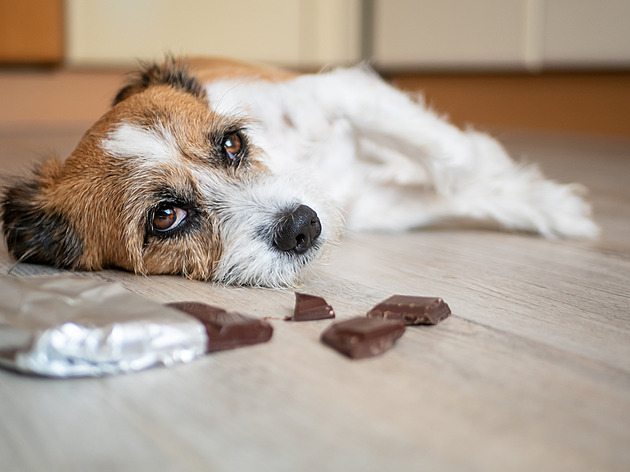 Psovi nebo kočce může ublížit i obyčejná cibule, čokoláda nebo hrozny