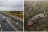 ,Vlk mohl být zdejší.` U nájezdu na dálnici D3 na Táborsku byl nalezen zřejmě autem sražený samec
