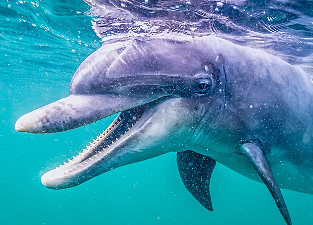 Potápět se a fotit s divokým delfínem na pobřeží Irska, to je zhmotnělý sen