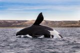 Velryb černých ubývá. Oblíbily si záliv s velkou námořní dopravou, hrozí jim srážky s loděmi