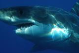 ‚Žraločí máma‘ volá na poplach: Žralokům hrozí vyhynutí, skutečnými monstry jsme my sami