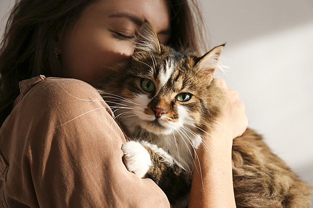 Kočky nás dělají šťastnějšími. Snižují bolest i stres, chrání naše srdce