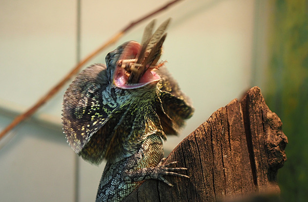 Jihlavská zoo pořídila agamy, ještěři straší límcem složeným jako deštník