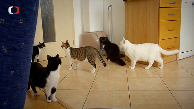 Šest koček v malém bytě není dobrý nápad. Přináší to boj i značkování