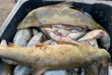 Rybáři vylovili z Labe ve Štětí na Litoměřicku stovky uhynulých ryb, případem se zabývá policie