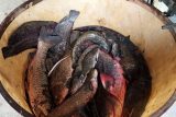 Ryby v Labi u Štětí otrávil průnik vody z dešťové kanalizace do výpusti řeky, tvrdí papírna Mondi