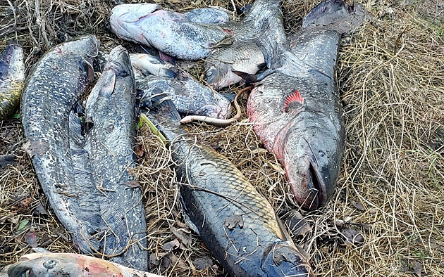 Sumci, kapři i amuři. V Labi na Litoměřicku uhynuly stovky kilogramů ryb