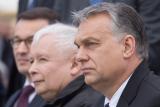 Jak daleko mají čeští konzervativci následovat Orbána do močálu?