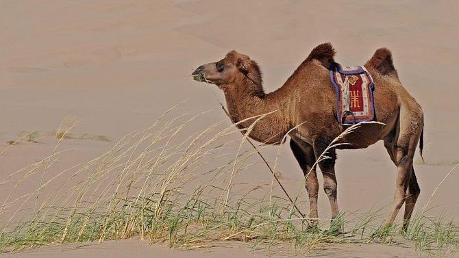 Proč mám rád velblouda: integrační platforma Apache Camel