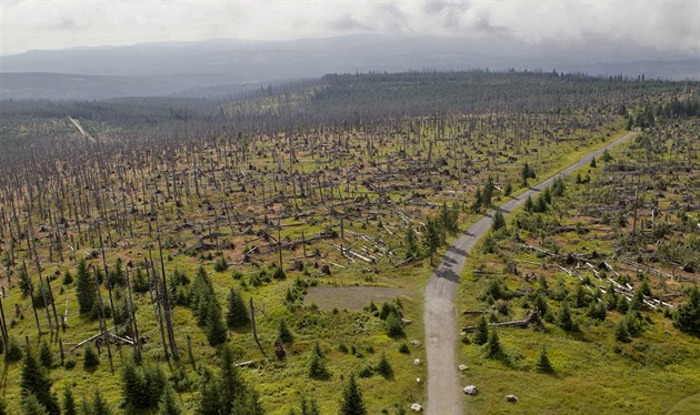 Před 15 lety orkán Kyrill zpustošil Šumavu, příroda překvapila obnovou