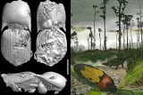 Vědci objevili a popsali unikátního brouka uloženého v maďarském jantaru z doby dinosaurů