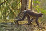 Opice, žába i čolek. Vědci objevili v oblasti Mekongu nové druhy, řada je ohrožená