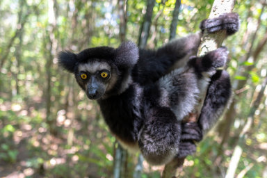Madagaskarský lemur indri je počlověku teprve druhým savcem, který projevuje smysl prorytmus