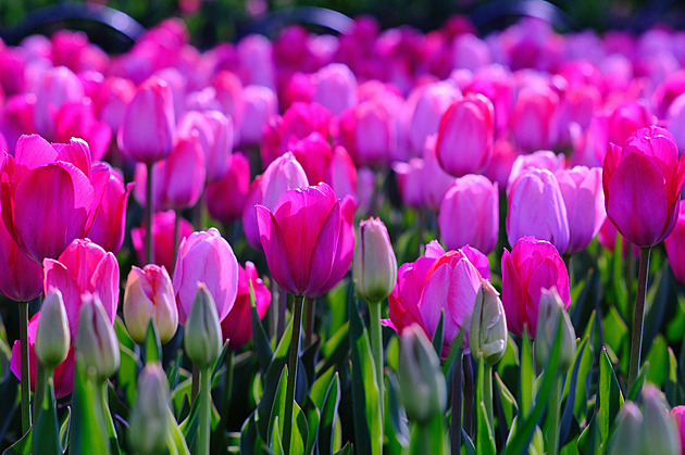 Od nás zahrada v dubnu vyžaduje řadu prací, ovšem kraluje jí tulipán