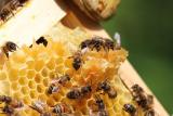 ‚Plýtvání a naprostá tragédie.‘ Miliony včel zahynuly kvůli horku během přepravy letadlem na Aljašku