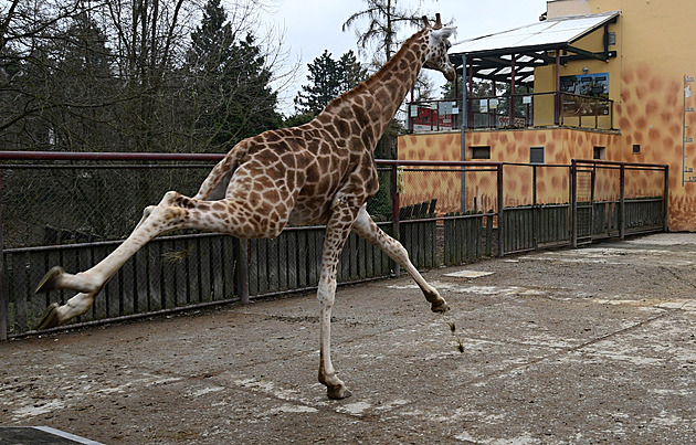 Česká zoo mají nové hvězdné přírůstky. Milovníci zahrad se mají na co těšit