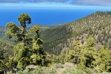 Erupce sopky na Kanárských ostrovech: Příroda se vzpamatovává přímo před očima