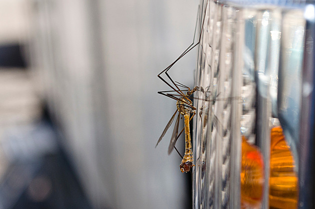 Létajícího hmyzu ubývá, odhalily vědcům registrační značky motoristů