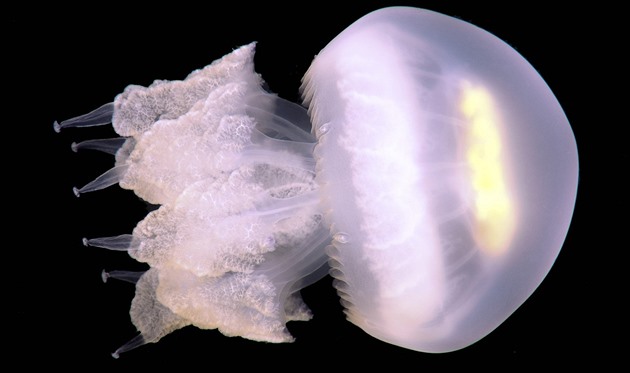 Chorvatské pobřeží zaplavily medúzy, mohly by ohrozit turistickou sezonu