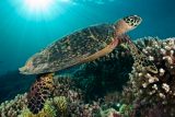 Migrující želvy mají podle vědců špatný orientační smysl. Po cestě do cíle se minou i o tisíc kilometrů