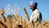 Mohla být obilnicí světa. Teď Indie zakazuje vývoz a cena pšenice roste